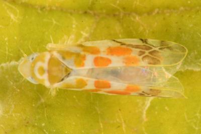 <i>Typhlocyba quercus</i>