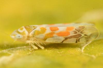 <i>Typhlocyba quercus</i>