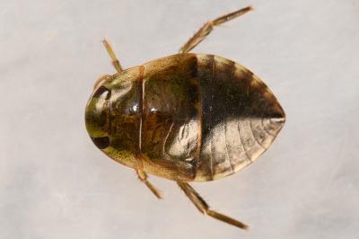 <i>Ilyocoris cimicoides</i>