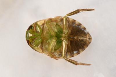 <i>Ilyocoris cimicoides</i>