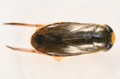 Corixa punctata