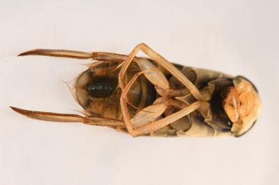 <i>Corixa punctata</i>