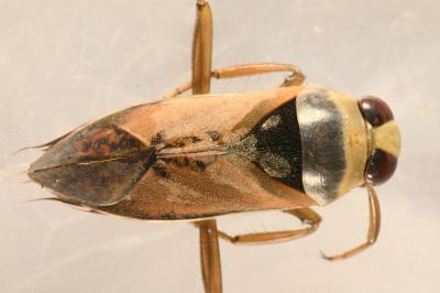 <i>Notonecta glauca</i>