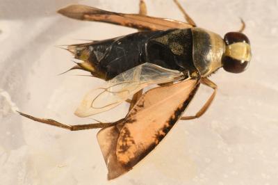 <i>Notonecta glauca</i>