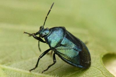 <i>Zicrona caerulea</i>