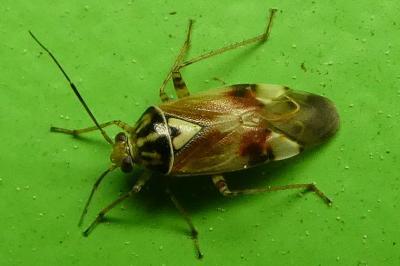 <i>Lygus pratensis</i>