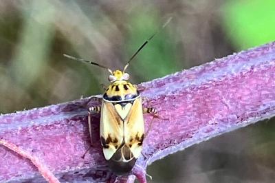 <i>Lygus pratensis</i>