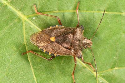 <i>Pentatoma rufipes</i>