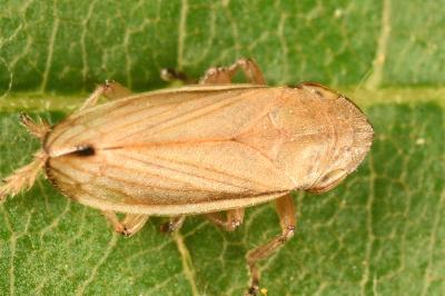 <i>Neophilaenus lineatus</i>