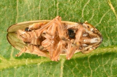 <i>Neophilaenus lineatus</i>