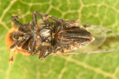 <i>Conomelus anceps</i>