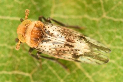 <i>Conomelus anceps</i>