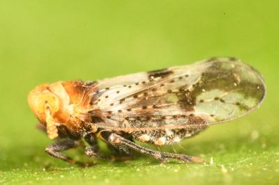 <i>Conomelus anceps</i>