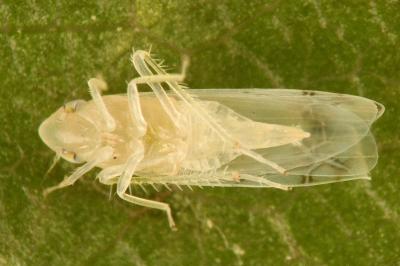 <i>Typhlocyba quercus</i>