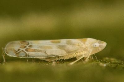 <i>Typhlocyba quercus</i>