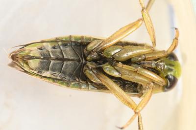 <i>Notonecta viridis</i>