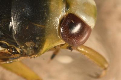 <i>Notonecta viridis</i>