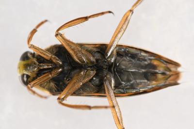 <i>Notonecta glauca</i>