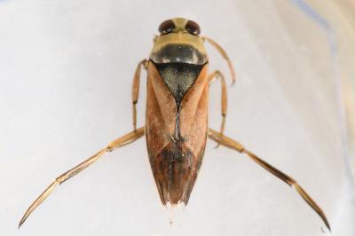 <i>Notonecta glauca</i>