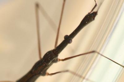 <i>Hydrometra stagnorum</i>