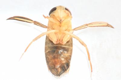<i>Corixa punctata</i>