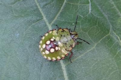 <i>Nezara viridula</i>
