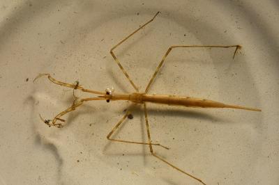 <i>Ranatra linearis</i>