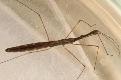 <i>Hydrometra stagnorum</i>