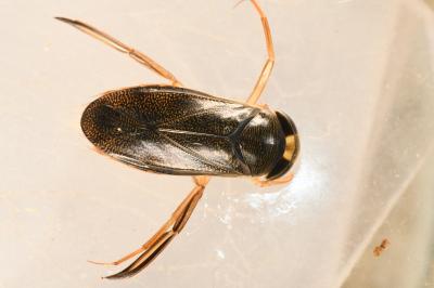 <i>Corixa punctata</i>