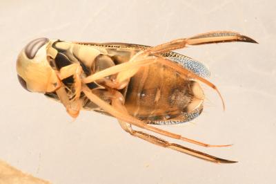 <i>Corixa punctata</i>