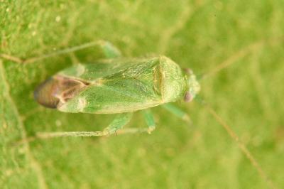 <i>Tuponia hippophaes</i>