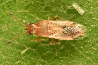 <i>Cymus claviculus</i>