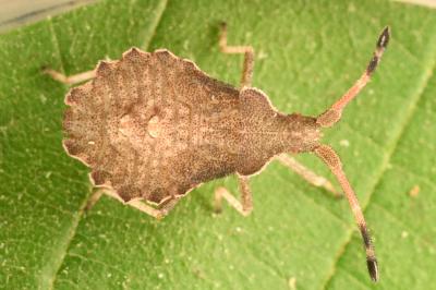 <i>Enoplops scapha</i>