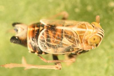 <i>Dicranotropis hamata</i>