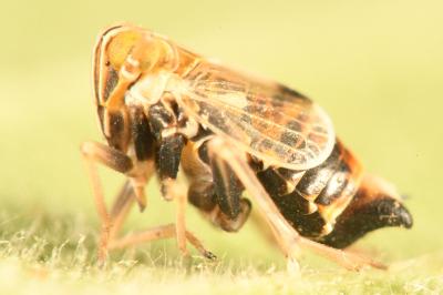 <i>Dicranotropis hamata</i>
