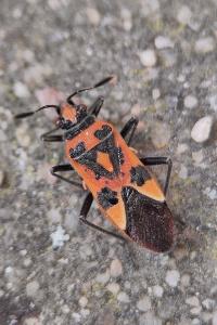 <i>Corizus hyoscyami</i>