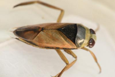 <i>Notonecta glauca</i>