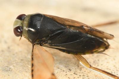 <i>Notonecta glauca</i>