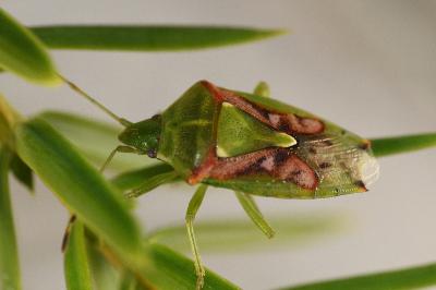 <i>Cyphostethus tristriatus</i>