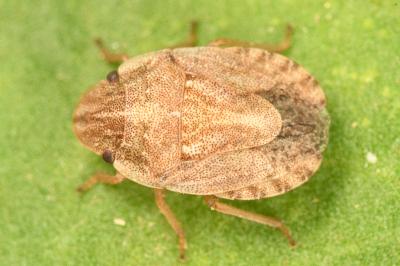 <i>Sciocoris cursitans</i>
