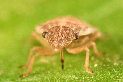 <i>Sciocoris cursitans</i>