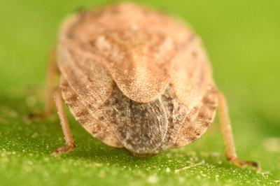 <i>Sciocoris cursitans</i>