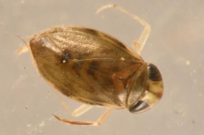 <i>Micronecta scholtzi</i>