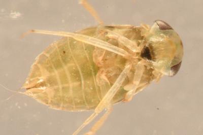 <i>Micronecta scholtzi</i>