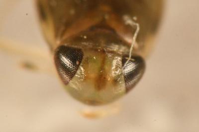<i>Micronecta scholtzi</i>