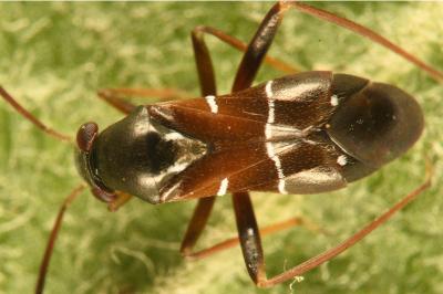 <i>Pilophorus perplexus</i>