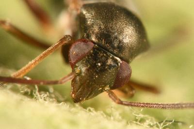 <i>Pilophorus perplexus</i>