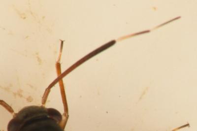 <i>Pilophorus perplexus</i>