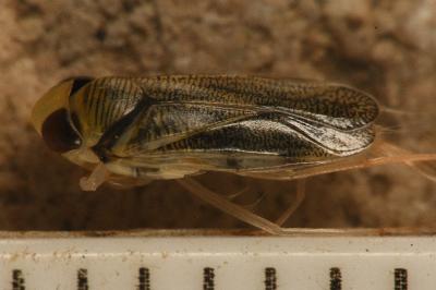<i>Sigara lateralis</i>