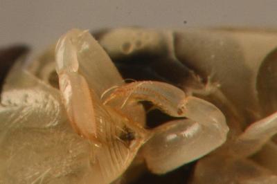 <i>Sigara lateralis</i>
